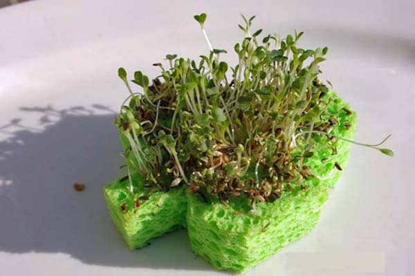 une éponge pour faire pousser des graines
