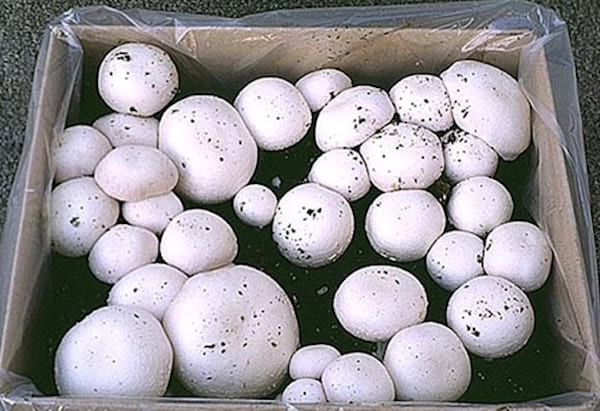 comment faire pousser des champignons à la maison