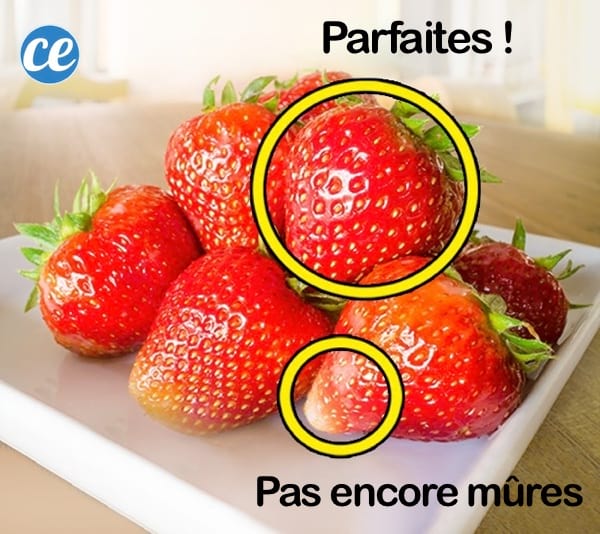 des fraises bien rouges mûres et d'autres avec des bouts verts pas mûres