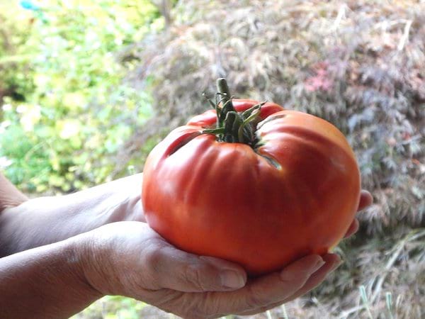 Quel engrais Faut-il mettre aux tomates ?