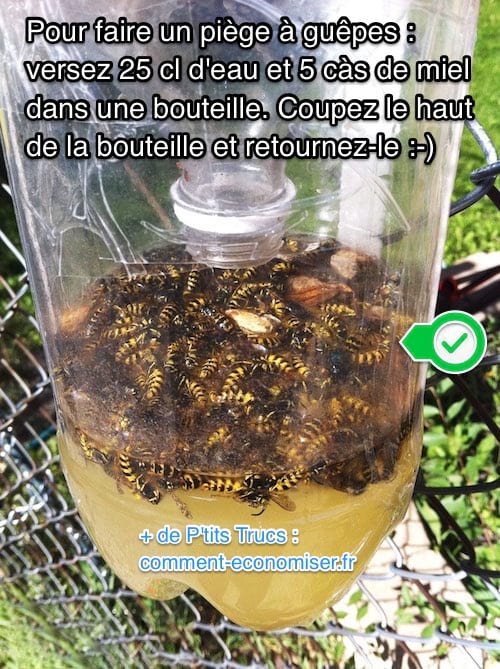 Piège à guêpes fait maison avec bouteille en plastique facile