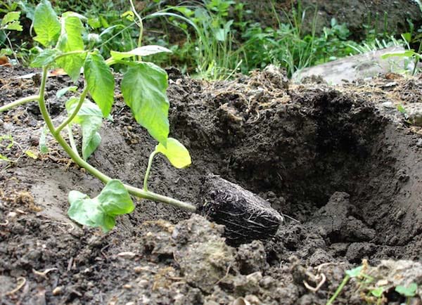 planter les tomates inclinées