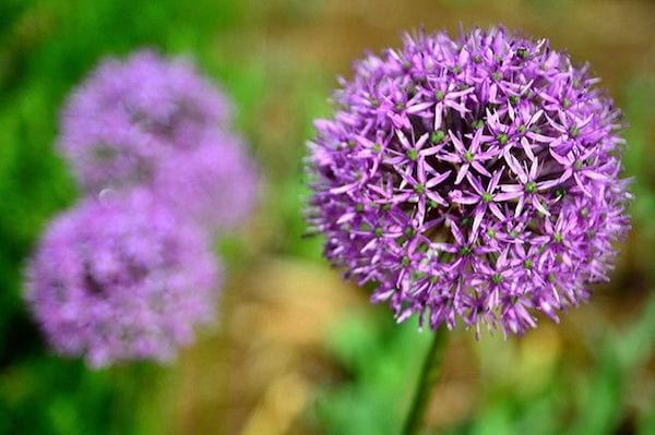 Une fleur bleue du genre Allium