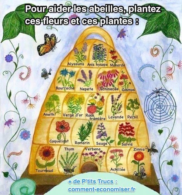 Plantes et fleurs à planter dans le jardin pour sauver les abeilles