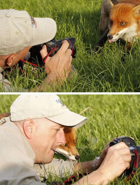 le renard regarde la photo prise par le photographe
