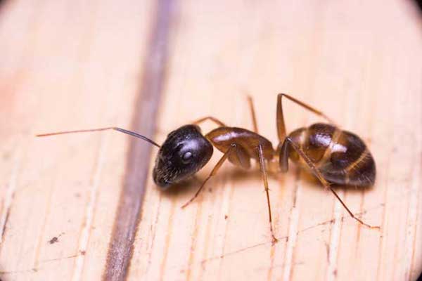 répulsif naturel contre les fourmis