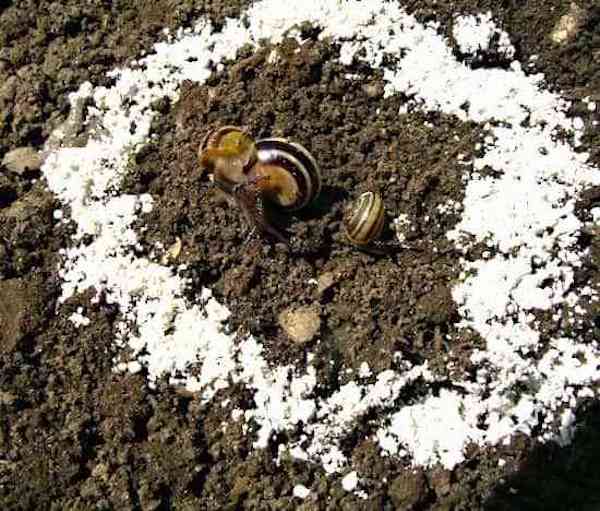 terre de diatomée anti-limaces escargot naturel
