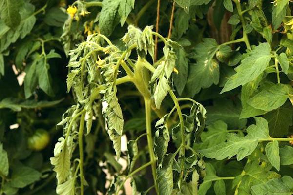 enlever les feuilles des tomates malades