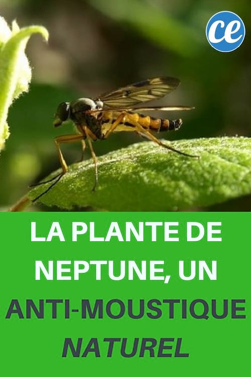 plante-neptune-moustiques