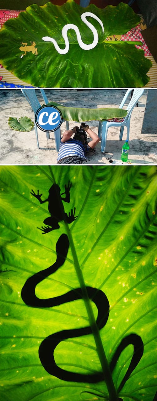 Utilisez des animaux en plastique pour faire des photos