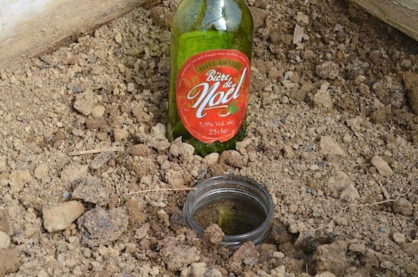 ein mit Bier gefüllter Becher, um Ohrwürmer zu fangen
