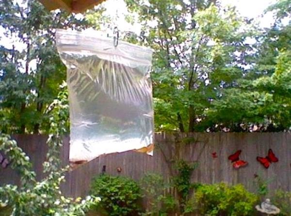 Un sac d'eau avec des pièces suspendu éloigne les mouches.