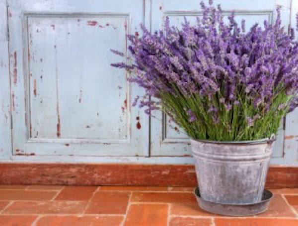 How can we benefit from lavender as a repellent?