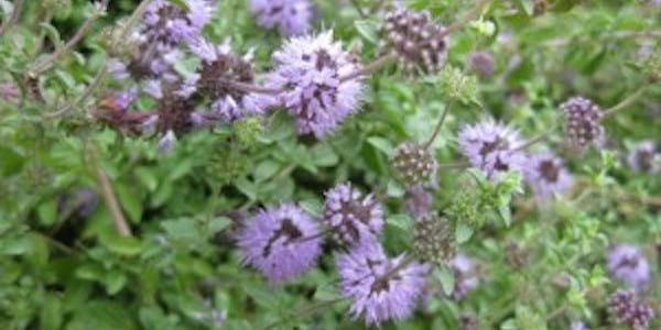Do you know the repellent properties of pennyroyal?