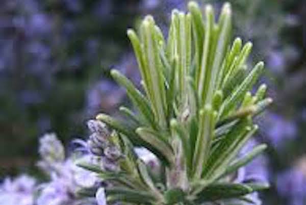 Rosemary is an effective mosquito repellent plant