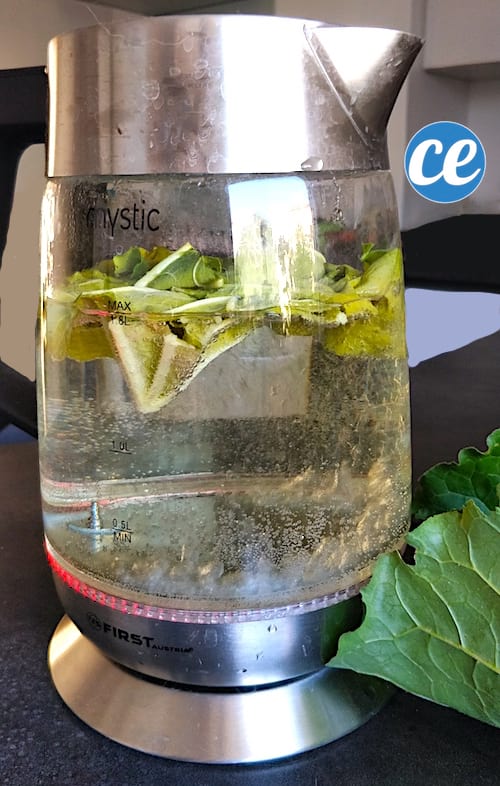 Utilisez des feuilles de rhubarbe pour détartrer la bouilloire