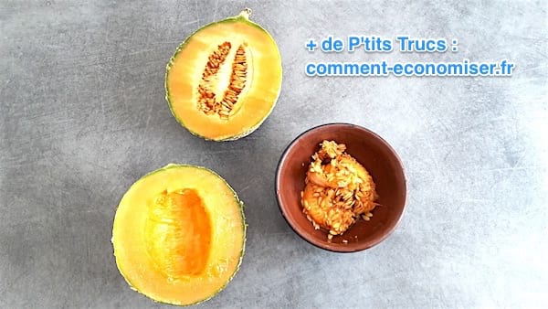 les graines de melon de melon sont enlevées et conservées