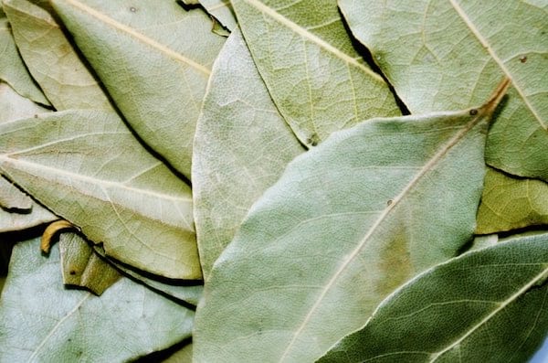 Les feuilles de laurier sont un répulsif naturel contre les insectes