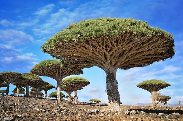 Le Dragonnier de Socotra, un arbre incroyable sur l'île de Socotra au large du Yémen