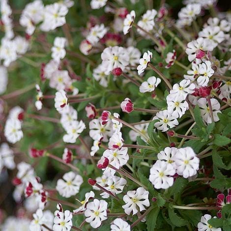 Créez Votre Jardin Magique Avec Ces 11 Plantes Qui Ne