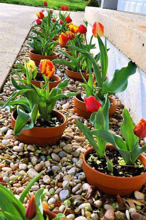 plantez les plantes en pots pour faciliter l'aménagement du jardin