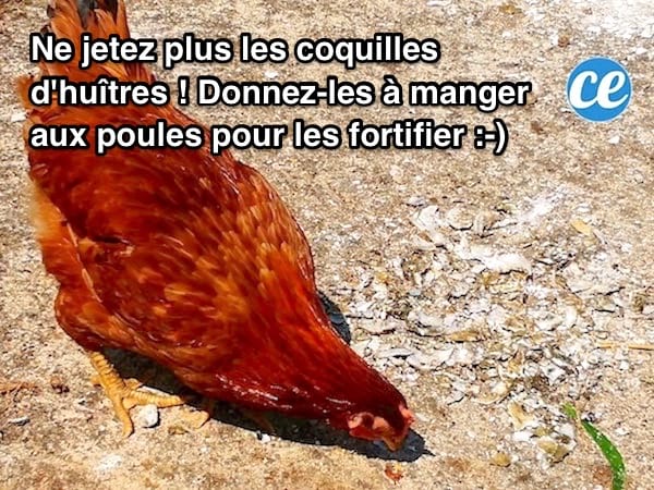 Ne Jetez Plus Les Coquilles D Huitres Donnez Les A Manger A Vos Poules