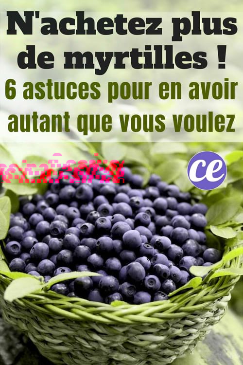 Voici 6 astuces faciles pour cultiver vos propres myrtilles et ne plus jamais en acheter !