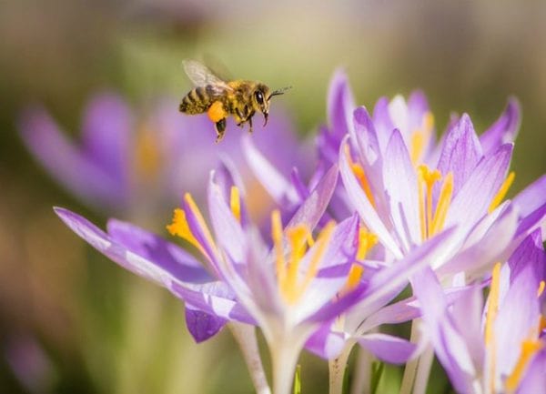 une abeille vole vers un crocus