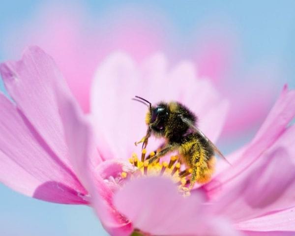 cosmos plante abeille