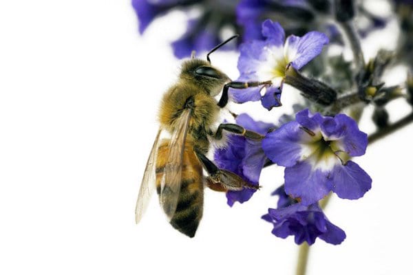 une abeille est posée sur un heliotrope bleu