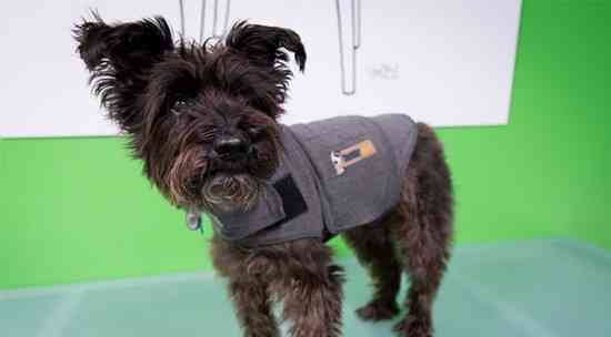 manteau anti orage chien peur orage