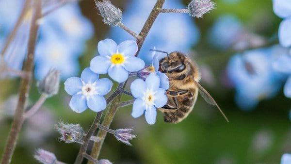 une abeille butine un myosotis