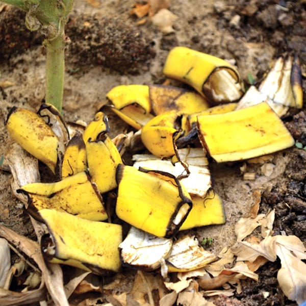 mettre des peaux de banane pour améliorer a composition du sol potassium