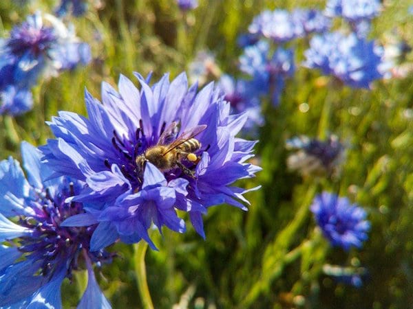 une abeille butine un bleuet