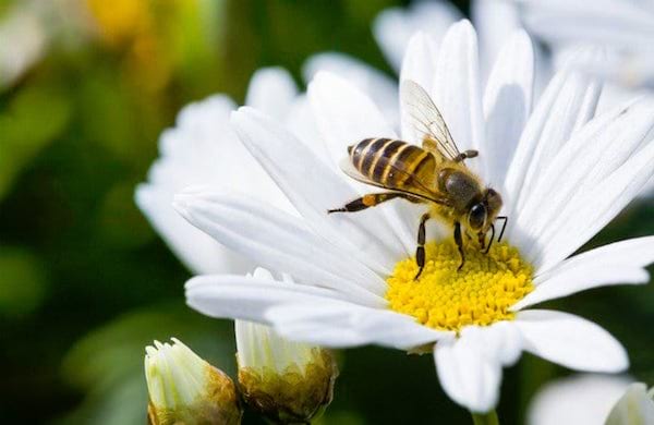 plante abeille marguerite