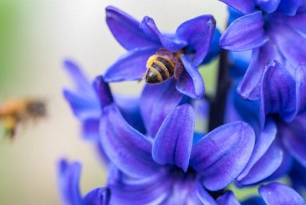 plante mellifere jacynthe