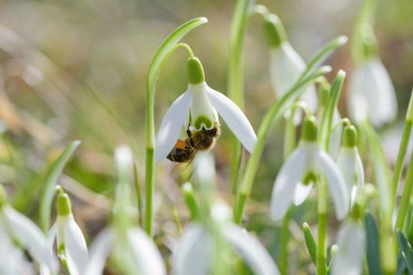 une abeille butine un perce-neige
