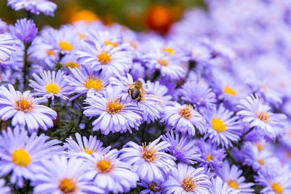 plante pour abeille aster