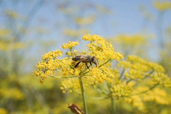 plante pour abeille fenouil