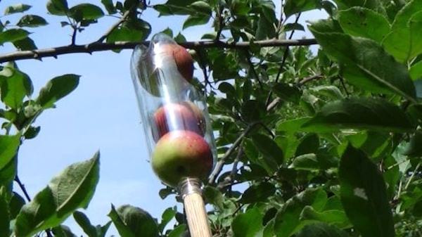 récolter les fruits très haut avec une bouteille en plastique