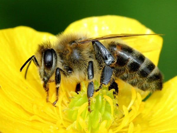 une abeille est posée sur une fleur de renoncule des champs