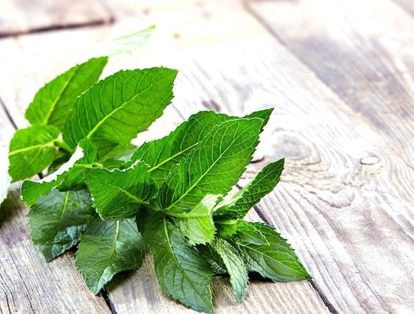 menthe anti mouche naturel