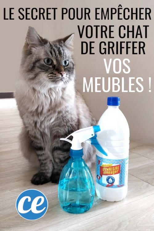 repulsif mouche pour chat