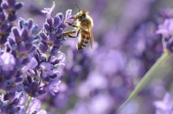 sauver abeilles lavande