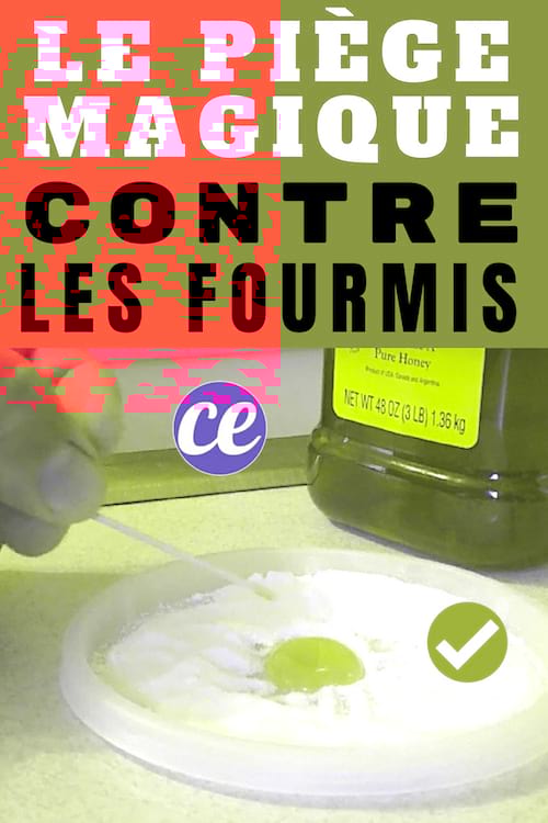 Invasion de Fourmis ? La Solution Miracle Avec Seulement 2 Ingrédients ...