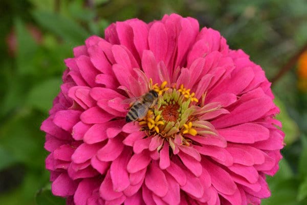 une abeille est posée sur un zinnia rose