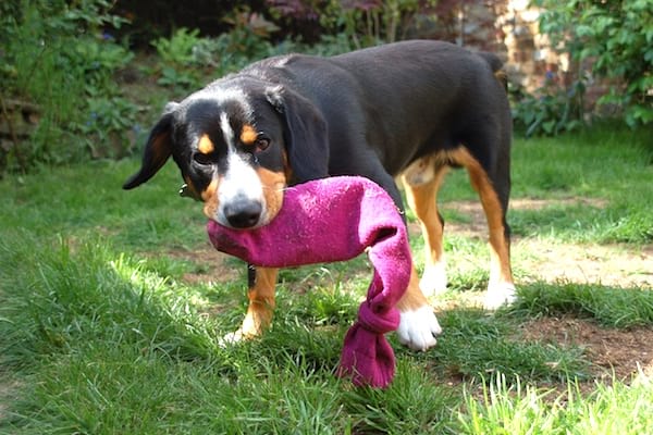un jouet pour chien avec une chaussette orpheline