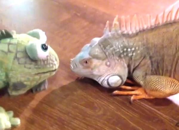mettre une peluche avec iguane mâle