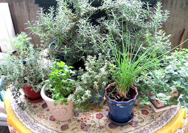comment conserver les herbes aromatiques en hiver