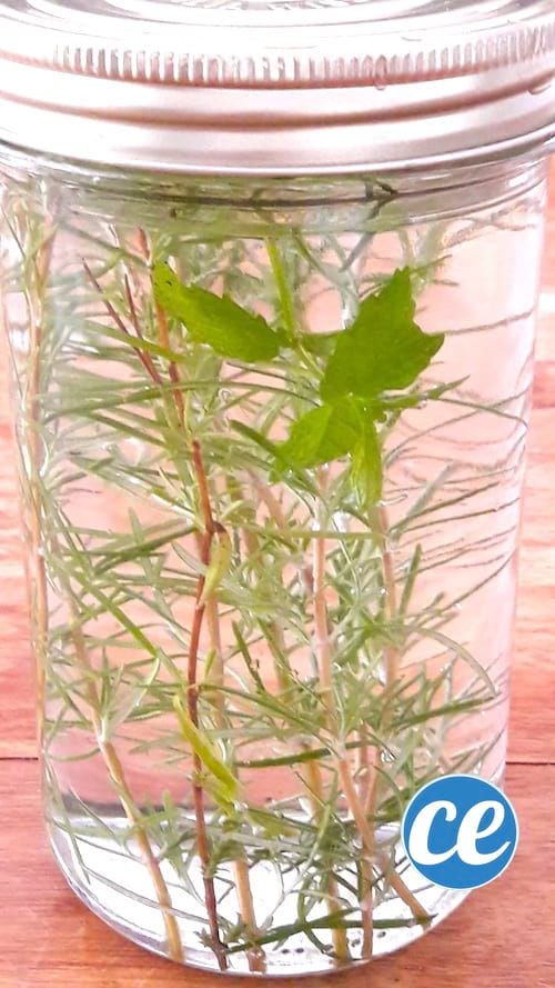 DIY de desodorisant maison à base d'alcool et d'herbes aromatiques comme du romarin